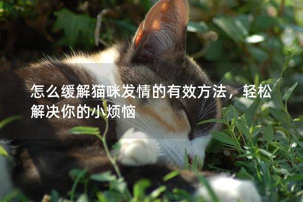 怎么缓解猫咪发情的有效方法，轻松解决你的小烦恼