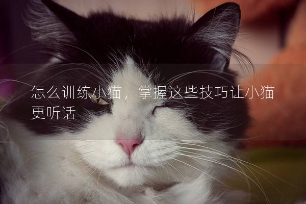 怎么训练小猫，掌握这些技巧让小猫更听话