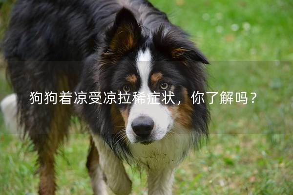 狗狗着凉受凉拉稀症状，你了解吗？