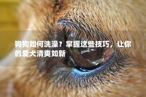 狗狗如何洗澡？掌握这些技巧，让你的爱犬清爽如新