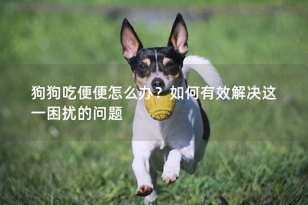 狗狗吃便便怎么办？如何有效解决这一困扰的问题