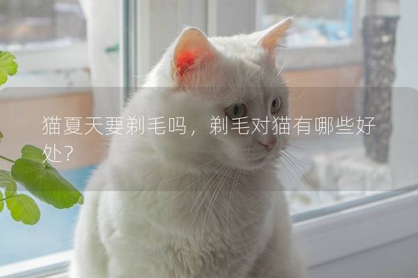 猫夏天要剃毛吗，剃毛对猫有哪些好处？