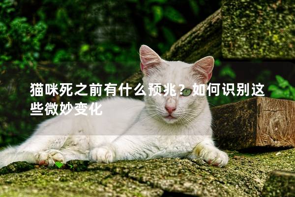 猫咪死之前有什么预兆？如何识别这些微妙变化