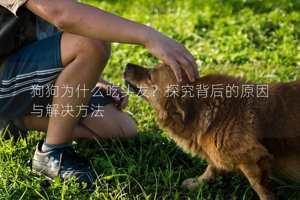 狗狗为什么吃头发？探究背后的原因与解决方法