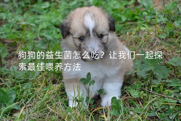 狗狗的益生菌怎么吃？让我们一起探索最佳喂养方法