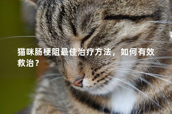 猫咪肠梗阻最佳治疗方法，如何有效救治？