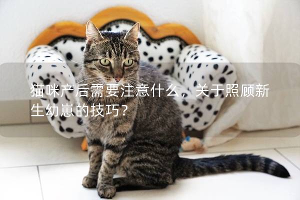 猫咪产后需要注意什么，关于照顾新生幼崽的技巧？