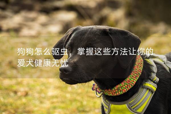 狗狗怎么驱虫，掌握这些方法让你的爱犬健康无忧