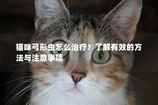 猫咪弓形虫怎么治疗？了解有效的方法与注意事项