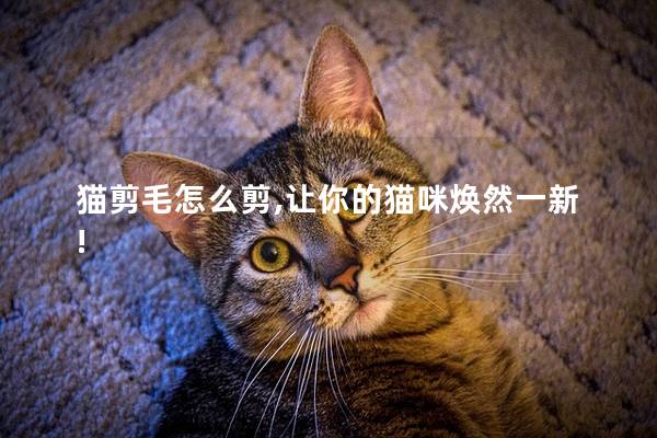 猫剪毛怎么剪,让你的猫咪焕然一新!