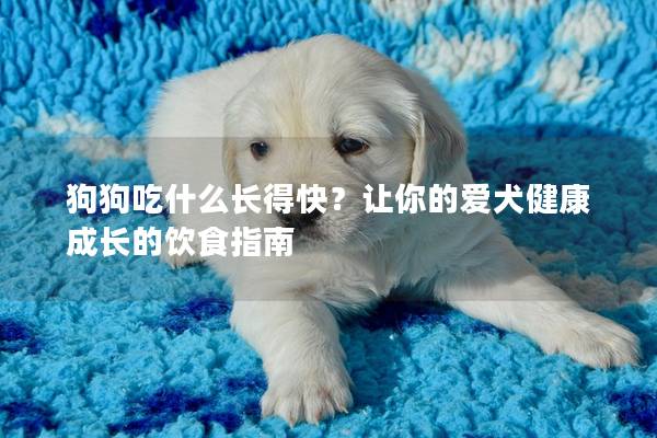 狗狗吃什么长得快？让你的爱犬健康成长的饮食指南