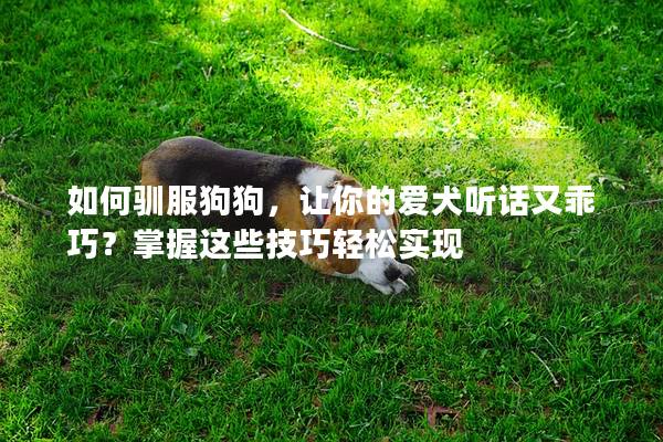 如何驯服狗狗，让你的爱犬听话又乖巧？掌握这些技巧轻松实现