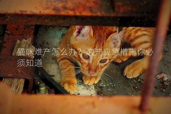 猫咪难产怎么办？这些应急措施你必须知道