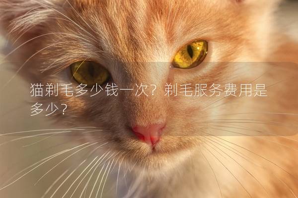 猫剃毛多少钱一次？剃毛服务费用是多少？