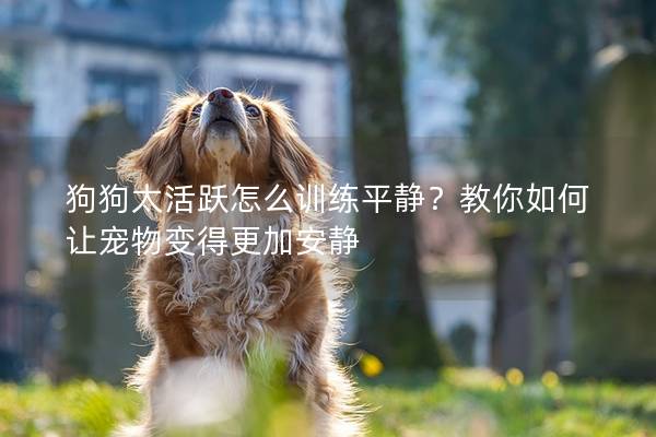 狗狗太活跃怎么训练平静？教你如何让宠物变得更加安静