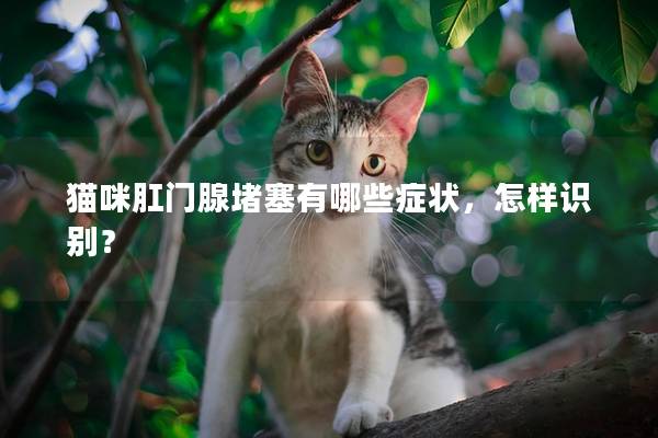 猫咪肛门腺堵塞有哪些症状，怎样识别？