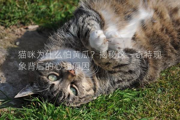 猫咪为什么怕黄瓜？揭秘这一奇特现象背后的心理原因