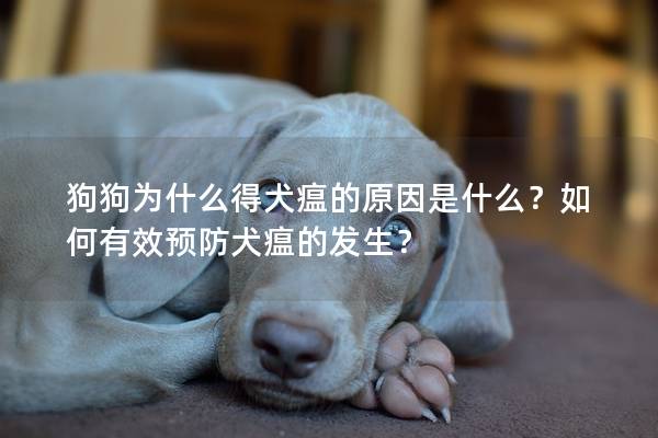 狗狗为什么得犬瘟的原因是什么？如何有效预防犬瘟的发生？