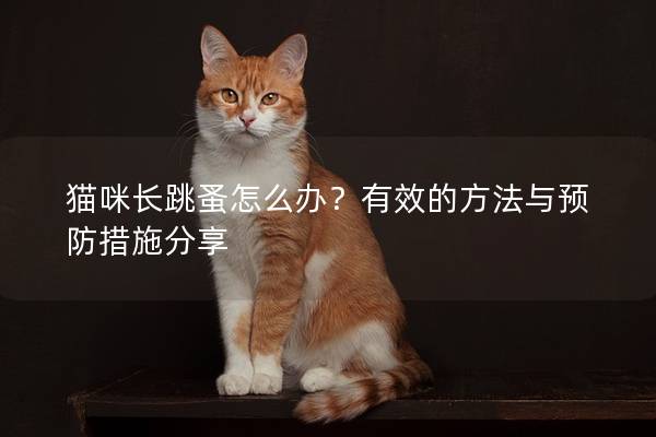 猫咪长跳蚤怎么办？有效的方法与预防措施分享