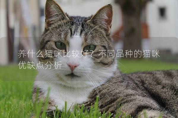 养什么猫咪比较好？不同品种的猫咪优缺点分析