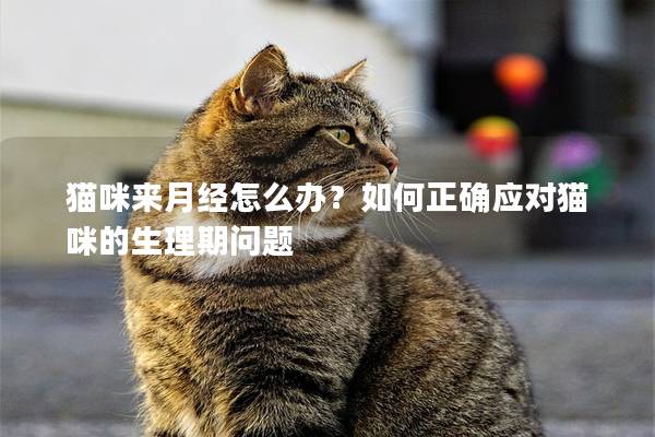 猫咪来月经怎么办？如何正确应对猫咪的生理期问题