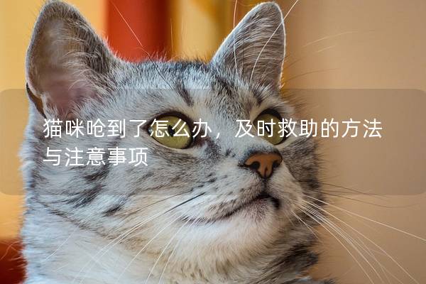 猫咪呛到了怎么办，及时救助的方法与注意事项