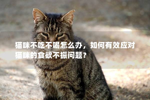 猫咪不吃不喝怎么办，如何有效应对猫咪的食欲不振问题？