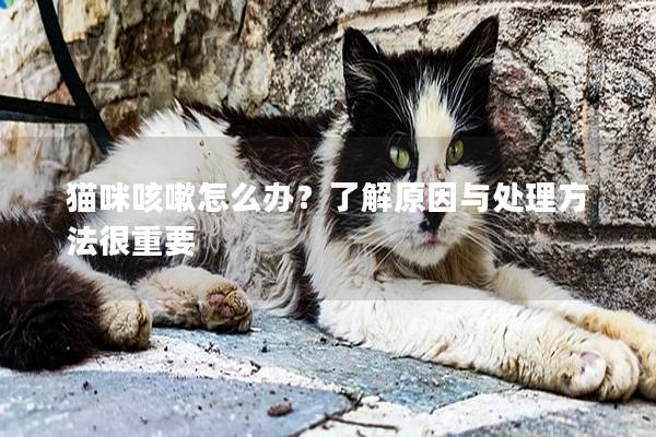 猫咪咳嗽怎么办？了解原因与处理方法很重要