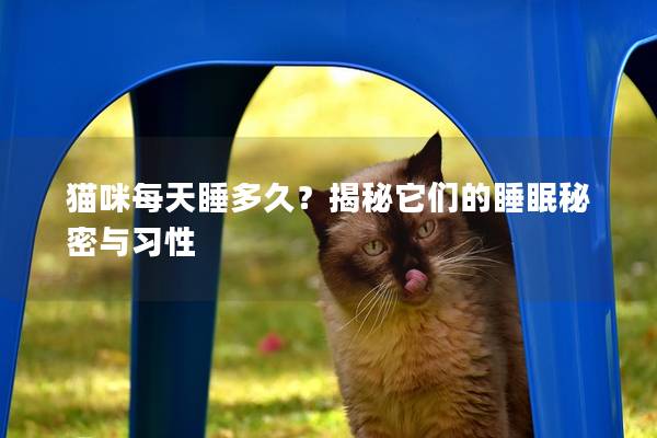 猫咪每天睡多久？揭秘它们的睡眠秘密与习性