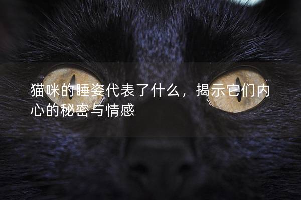 猫咪的睡姿代表了什么，揭示它们内心的秘密与情感