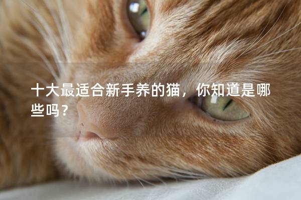 十大最适合新手养的猫，你知道是哪些吗？