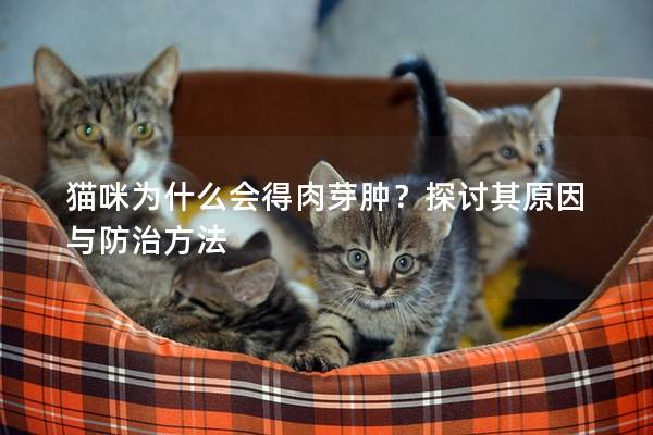 猫咪为什么会得肉芽肿？探讨其原因与防治方法