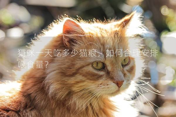 猫咪一天吃多少猫粮，如何合理安排喂食量？