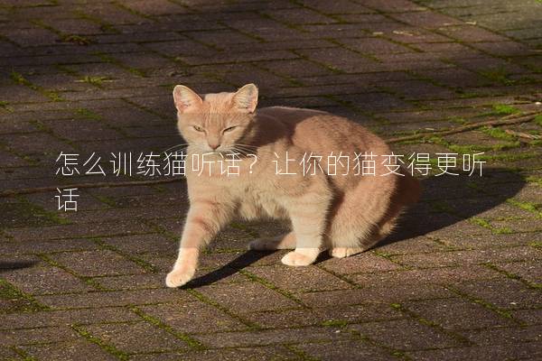 怎么训练猫听话？让你的猫变得更听话