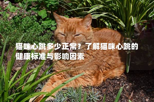 猫咪心跳多少正常？了解猫咪心跳的健康标准与影响因素