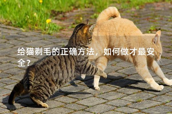 给猫剃毛的正确方法，如何做才最安全？