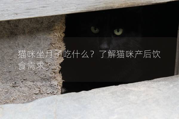 猫咪坐月子吃什么？了解猫咪产后饮食需求