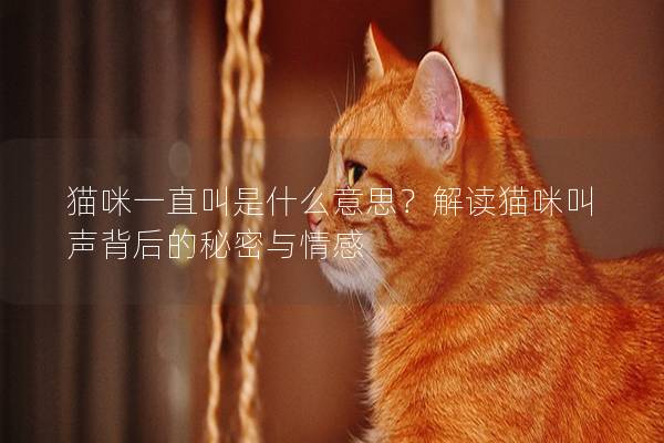 猫咪一直叫是什么意思？解读猫咪叫声背后的秘密与情感