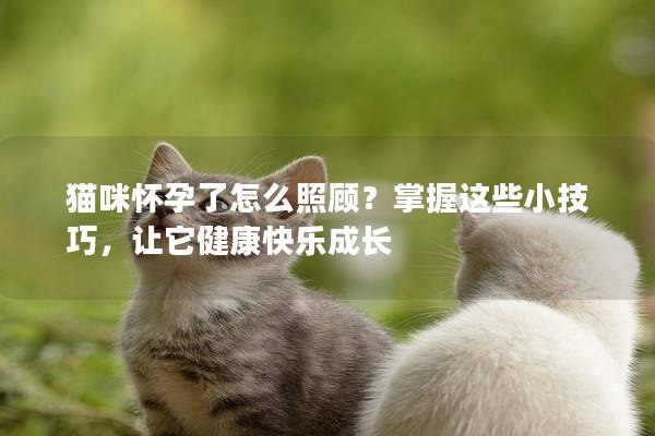 猫咪怀孕了怎么照顾？掌握这些小技巧，让它健康快乐成长