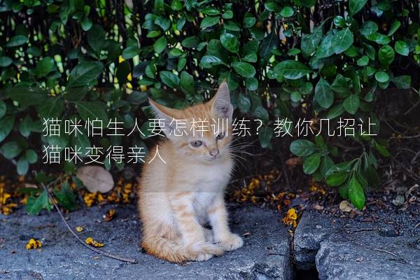 猫咪怕生人要怎样训练？教你几招让猫咪变得亲人