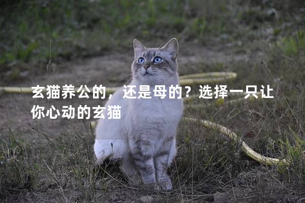 玄猫养公的，还是母的？选择一只让你心动的玄猫