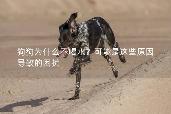 狗狗为什么不喝水？可能是这些原因导致的困扰