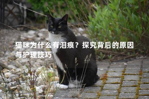 猫咪为什么有泪痕？探究背后的原因与护理技巧