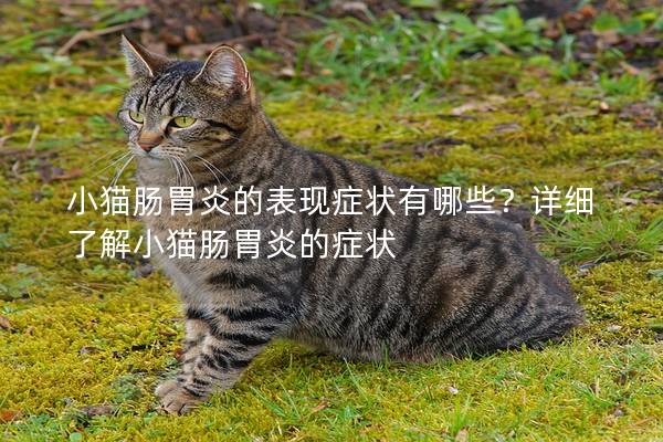 小猫肠胃炎的表现症状有哪些？详细了解小猫肠胃炎的症状