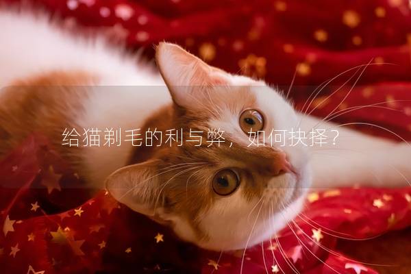 给猫剃毛的利与弊，如何抉择？