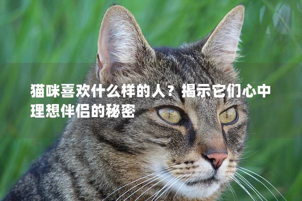 猫咪喜欢什么样的人？揭示它们心中理想伴侣的秘密