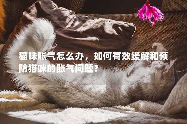 猫咪胀气怎么办，如何有效缓解和预防猫咪的胀气问题？