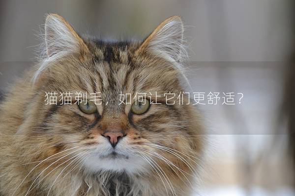 猫猫剃毛，如何让它们更舒适？