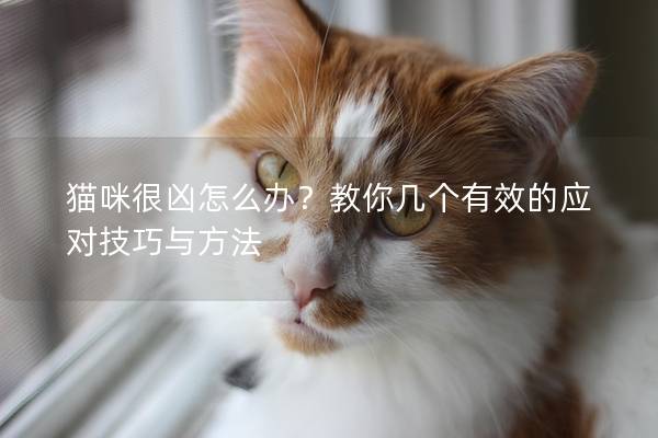 猫咪很凶怎么办？教你几个有效的应对技巧与方法