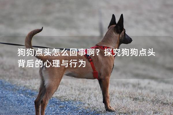 狗狗点头怎么回事啊？探究狗狗点头背后的心理与行为